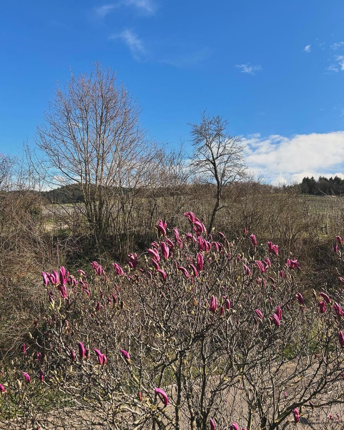 Ferienwohnung Rebblick Mullheim  Eksteriør billede